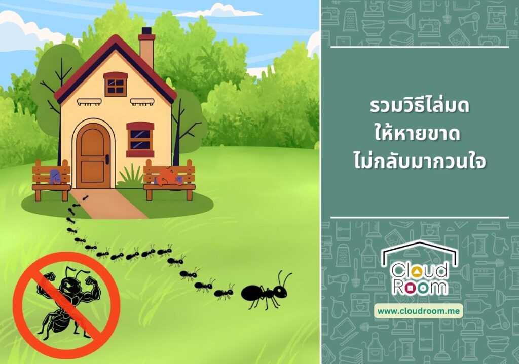 รวมวิธีไล่มดให้หายขาด ไม่กลับมากวนใจ